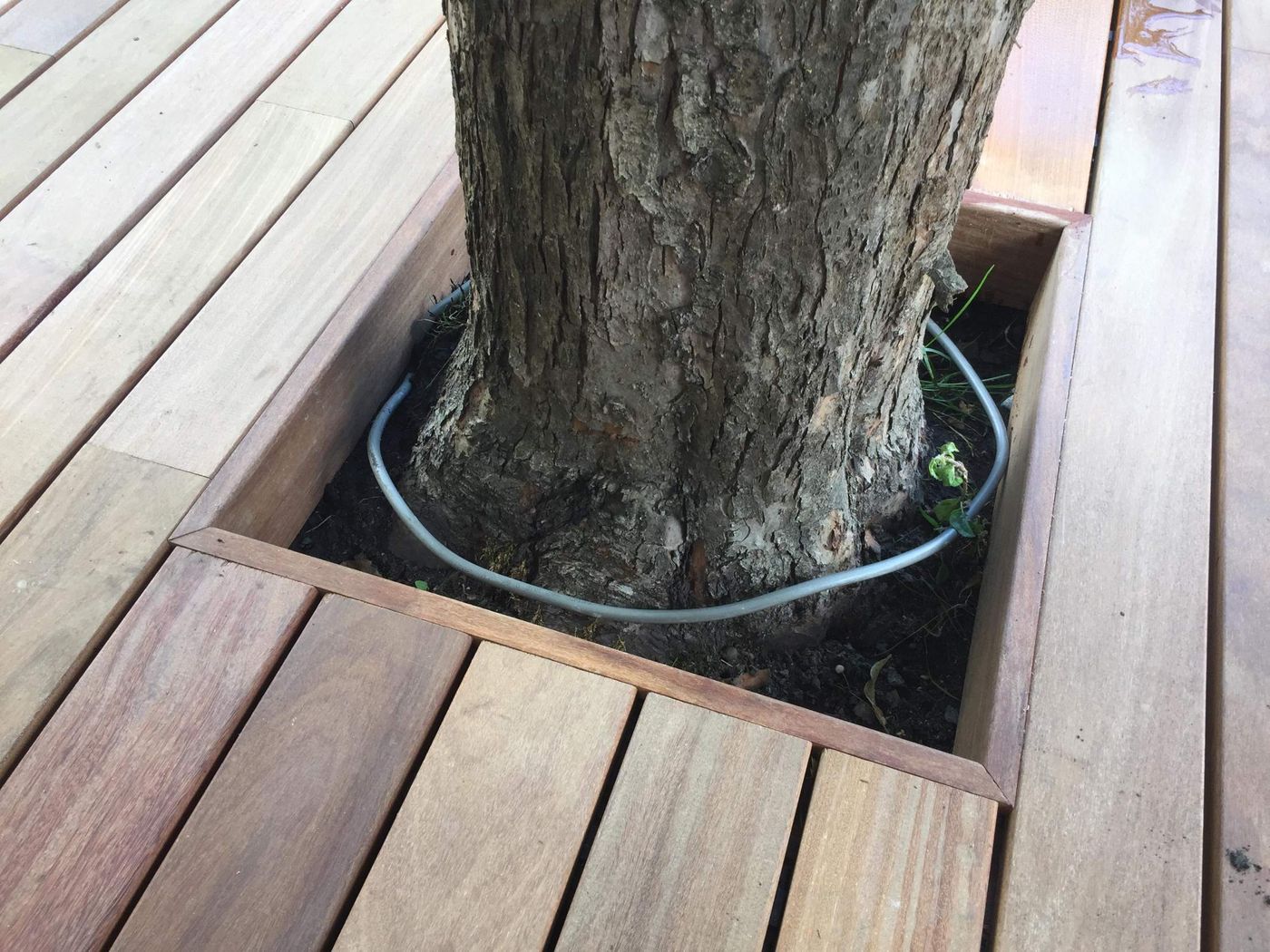 Découpe soignée d'une terrasse en bois autour d'un tronc d'arbre