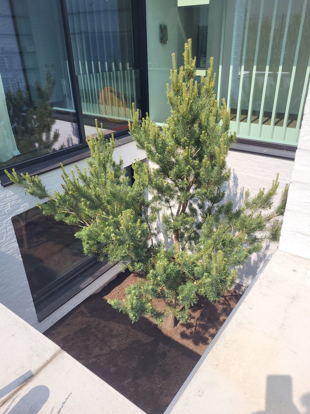 Le pin planté dans le patio, au pied des baies vitrées